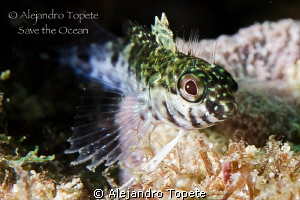 Litle Blenny, Acapulco Mexico by Alejandro Topete 